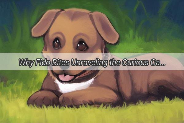 Why Fido Bites Unraveling the Curious Case of Your Puppys Nibbles